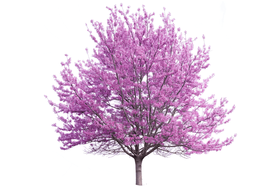 easter redbud tree sappling giveaway